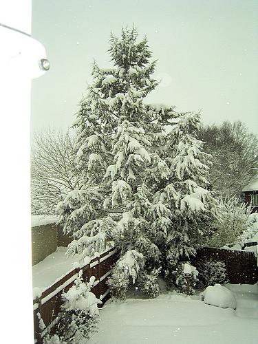 Snow Scene (February 2009)