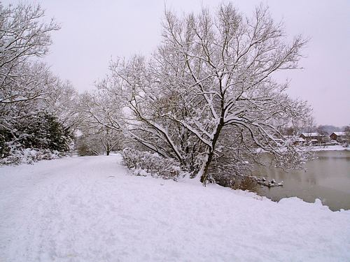 Snow Scene (February 2009)