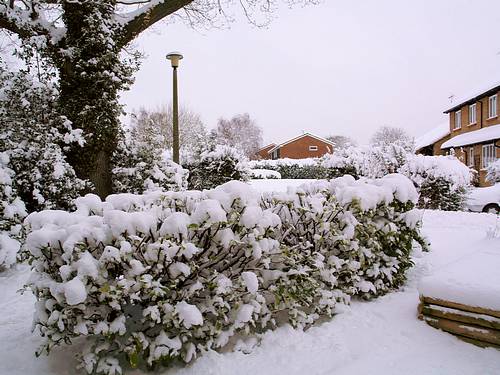 Snow Scene (February 2009)