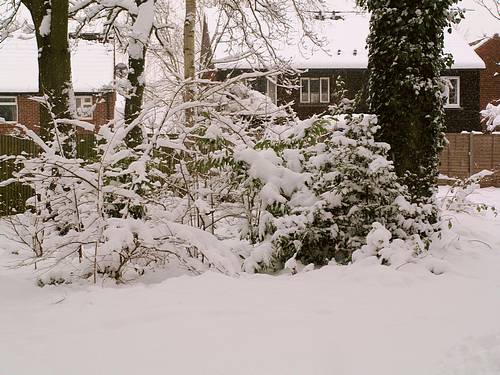 Snow Scene (February 2009)