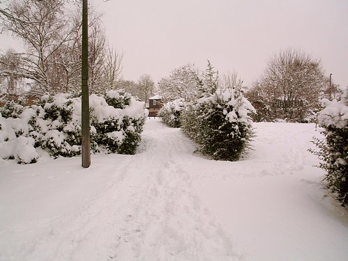 Snow Scene (February 2009)